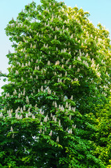 branches of flowering chestnut. White chestnut flowers photographed against the background of lush green leaves.