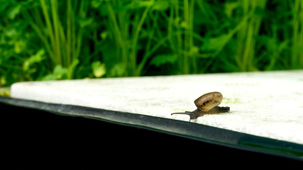 Snail walking on white foam green leaves salad background concept healthy food, no insecticide ,Close up.