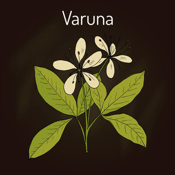 Varuna Crataeva nurvula , medicinal plant