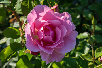 Rosa, the queen of flowers