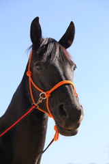 Head of a healthy sport horseduring dressage at rural equestrian center