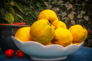 Die Zitrone des Nordens. Reife Quitten