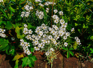 Spring white flowers for decoration garden bed