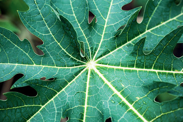 Papaya leaves with texture.