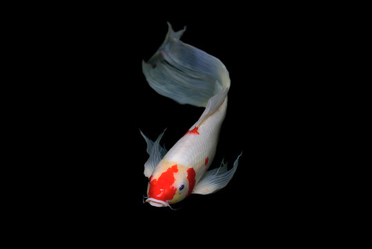 Koi Fish Images – Browse 89,083 Stock Photos, Vectors, and Video