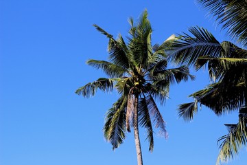 palm tree against blue sky