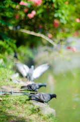 Pigeons By The Lake Bokeh