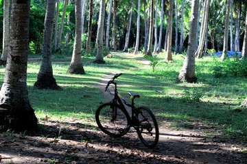Bicycle in the tropic forest 