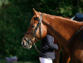 Sport horse portrait during dressage competition