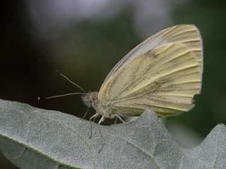 white butterfly in nature close up