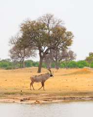 Portrait view of a roan antelope standing infront of a tree near a waterhole on the plains of Hwange National Park, Zimbabwe