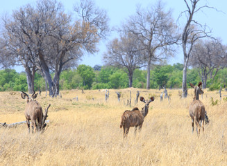 Naklejka na ściany i meble Family of Greater Kudu standing on the african plains with the adolescent young calf looking directly into camera - Hwange National Park, Zimbabwe
