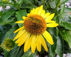 Yellow echinacea