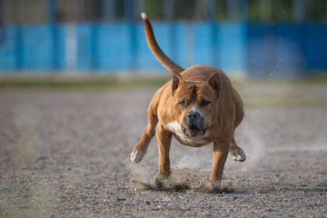 The American Staffordshire Terrier running