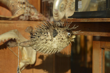 balloon fish dried and blown up hanging on a rope