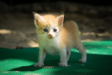 Obraz premium Cute little red kitten playing outdoor. Portrait of red kitten on the beach looking interesting. funny red kitten with blue eyes & white paws. Animal baby theme