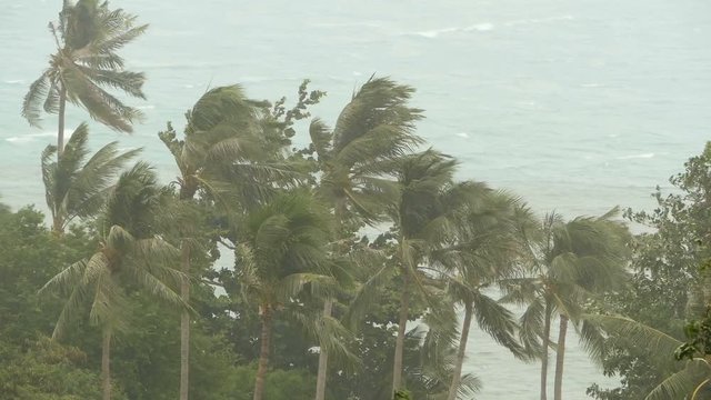 Seaside landscape during natural disaster hurricane. Strong cyclone wind sways coconut palm trees. Heavy tropical rain storm, power of nature, climate change, typhoon on ocean shore during wet season.