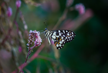 Beautiful common lime butterfly sitting on the flower plants with a nice soft background.