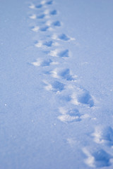 footprints in the snow concept of path and goal achievement