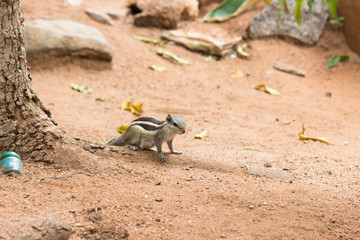 Squirrels are members of the family Sciuridae, a family that includes small or medium-size rodents. The squirrel family includes tree squirrels, ground squirrels, chipmunks, marmots, flying squirrels