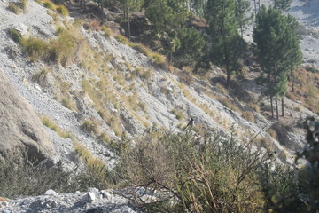 Pine Trees on sand mountains in Muzaffarabad, Azad Kashmir. 