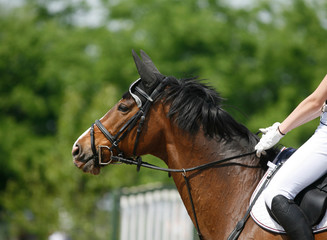 Obraz premium Sport horse portrait during dressage competition