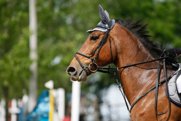 Sport horse portrait during dressage competition