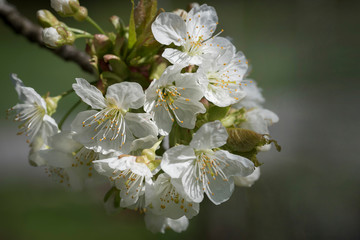 Kirschblüte