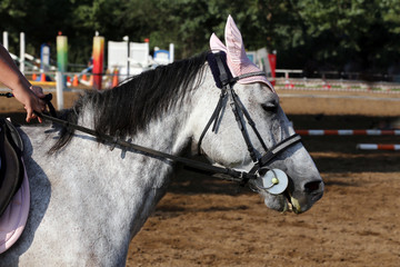 Sport horse portrait during dressage competition