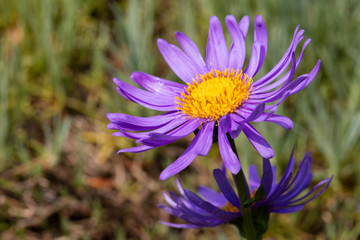Obraz premium Alpenaster, (Aster alpinus)