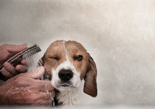 Dog taking a shower
