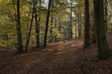 Wald im Herbst