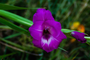 Gladiolo fucsia