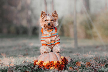 Yorkshire Terrier wearing a sweater in the autumn background