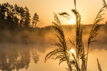 Foggy golden morning near lake