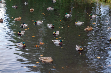 Ducks in the pond of the Palace complex in Oranienbaum. Late autumn, November