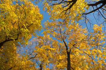 Golden crown of trees with clear blue sky