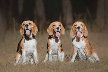 Beagle Dog Beautiful dog portrait.  Autumn.