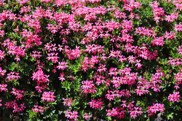 Fototapeta premium Baskets of hanging petunia flowers on balcony. Petunia flower in ornamental plant. Violet balcony flowers in pots. Background from flowering natural plants. Multi-colored petals and inflorescences. Fl