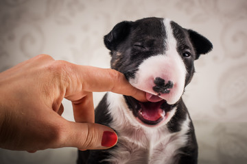 miniature bull terrier puppy studio