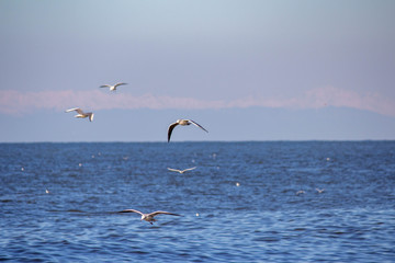 Fototapeta na wymiar Seagulls flying over the sea.