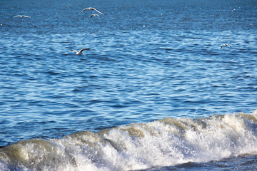 Naklejka premium Flying seagulls over the waves
