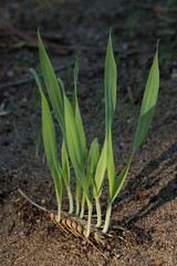 Obraz premium New through the old