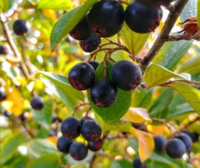 Deep blue berry clusters