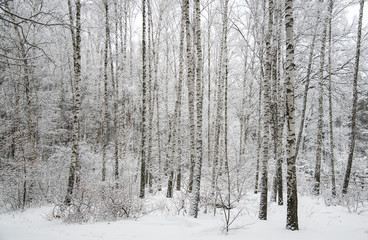 Snow-covered birch grove