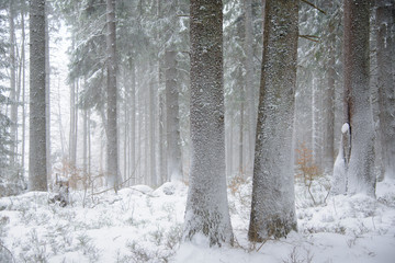 Snow-swept forest