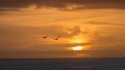 Obraz na płótnie Canvas Bird flying at the Muriwai Beach Sunset