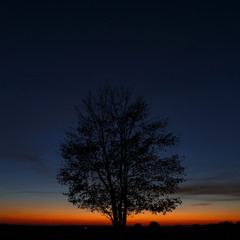 Fototapeta na wymiar Tree on sky background during sunset.