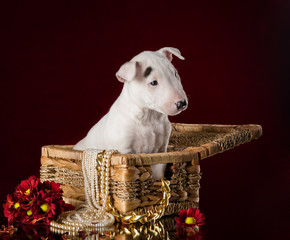 miniature bull terrier puppy studio composition