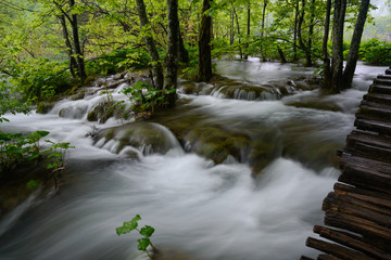 Obraz premium Trees in stream - Plitvice Lakes Park